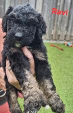 Bernedoodles multigen in huiskamer groot gebracht, Overige rassen, CDV (hondenziekte), 8 tot 15 weken, Meerdere