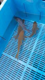 Chagoi en soragoi, tosai, Dieren en Toebehoren, Vissen | Vijvervissen, Karper of Koi