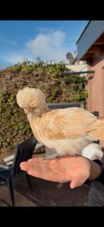 Baardkuifhoenkriel haan, Dieren en Toebehoren, Mannelijk, Kip