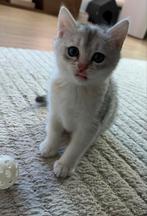 Brits Korthaar ruilen voor kater “Gezocht”, Dieren en Toebehoren, Katten en Kittens | Raskatten | Korthaar, Poes, Ontwormd, 0 tot 2 jaar