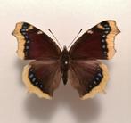 Nymphalis antiopa Rouwmantel, Ophalen of Verzenden, Nieuw, Vogel, Opgezet dier