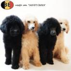 Schitterende koningspoedel puppy’s te koop, Dieren en Toebehoren, Poedel, België, 15 weken tot 1 jaar, Handelaar