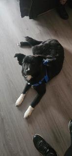 Lieve BorderCollie kruising, Dieren en Toebehoren, Particulier, 15 weken tot 1 jaar, Buitenland, Teef