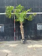 Palmboom hoogte 325cm, Tuin en Terras, 250 tot 400 cm, Ophalen, Palmboom