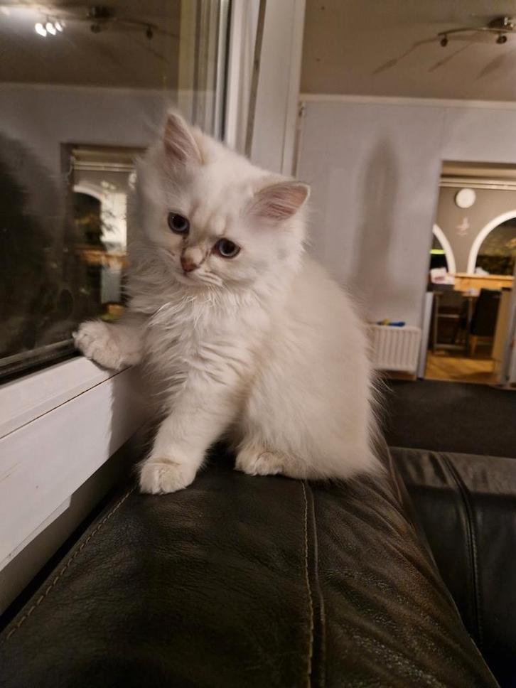 Moeten nu weg! Britse Langhaar kittens, Dieren en Toebehoren, Katten en Kittens | Raskatten | Langhaar, Meerdere dieren, 0 tot 2 jaar