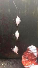 Paternoster vislijn wijting schar 10 stuks €15,95 gr verzend, Ophalen of Verzenden, Nieuw, Vislijn