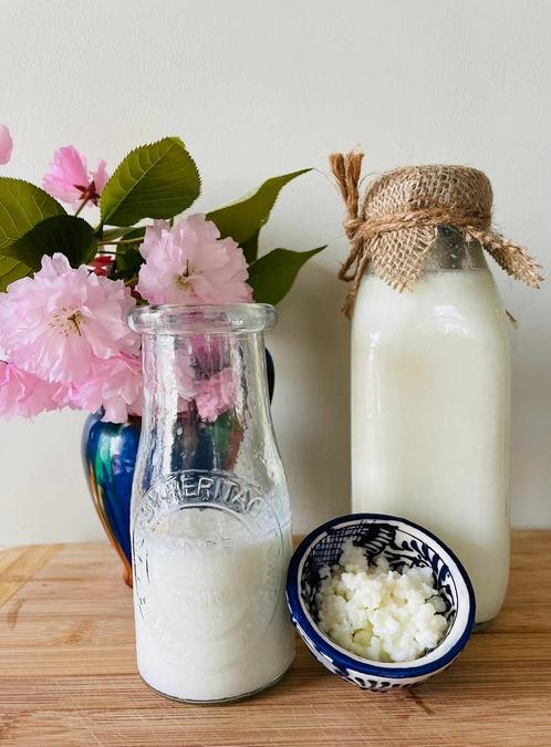 Zeer actieve melkkefir korrels, Diversen, Levensmiddelen, Ophalen of Verzenden