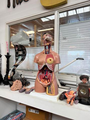 Groot anatomisch beeld buste leermiddel beschikbaar voor biedingen