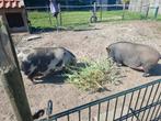 Mini varkens, Meerdere dieren, Schaap