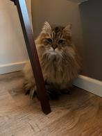 Siberische katten Tijgertje en Lily, Dieren en Toebehoren, Meerdere dieren, Langharig, 6 jaar of ouder