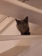 Poes Noa zoekt nieuw thuis, Poes, Ontwormd, 6 jaar of ouder