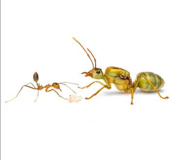 Oecophylla smaragdina beschikbaar voor biedingen