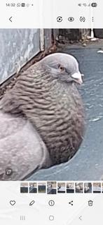 Doffer, Dieren en Toebehoren, Vermiste en Gevonden Dieren