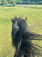 Gezocht verzorgster voor pony’s gratis, Ophalen of Verzenden