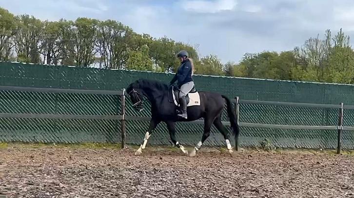 Lieve, voorwaartse ruin zoekt ervaren ruiter, Dieren en Toebehoren, Paarden, Ruin, Recreatiepaard, Ontwormd