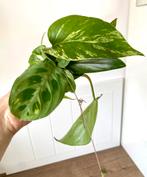 Kamerplanten Stekjes bundel te koop 10 soorten, Ophalen of Verzenden, Overige soorten, Minder dan 100 cm