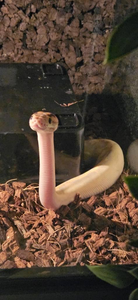 Konings python collectie eventueel met rack, Dieren en Toebehoren, Reptielen en Amfibieën, Slang