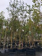 Meerstammige berken!! Betula utilis jacquemontii witte stam, Tuin en Terras, Planten | Bomen, In pot, Halfschaduw, 250 tot 400 cm