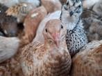 Japanse kwartel hennen, Dieren en Toebehoren, Pluimvee, Vrouwelijk, Overige soorten