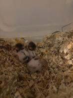 Goudhamsters TE KOOP €5, Dieren en Toebehoren, Knaagdieren