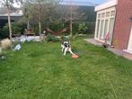 Tornjak pup 6 maanden, Particulier, 15 weken tot 1 jaar, Reu, Buitenland