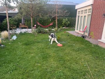 Tornjak pup 6 maanden beschikbaar voor biedingen