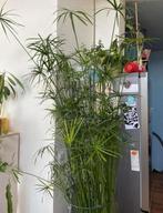 Stekjes Parapluplant/papyrus (Cyperus glaber), Huis en Inrichting, Kamerplanten, Ophalen of Verzenden, Overige soorten, Minder dan 100 cm