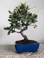 Quercus Suber Kurkeik Bonsai 7 jaar oud, Tuin en Terras, Bloeit niet, Halfschaduw, Minder dan 100 cm, Overige soorten