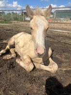 (Haflinger) merrie veulen, Dieren en Toebehoren, 0 tot 2 jaar, Onbeleerd, Recreatiepony, Merrie