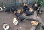 Kippen, hennen, krielkippen, krielhennen, Cochin, Wyandotte, Dieren en Toebehoren, Pluimvee, Vrouwelijk, Kip