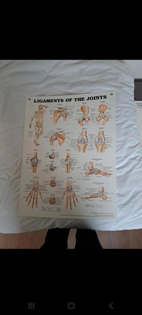 Anatomie Poster - Ligamenten Gewrichten - 65x40cm, Antiek en Kunst, Antiek | Schoolplaten, Natuur en Biologie, Ophalen of Verzenden