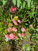 Rosa The Fairy, Ophalen of Verzenden, Zomer, Overige soorten, Volle zon