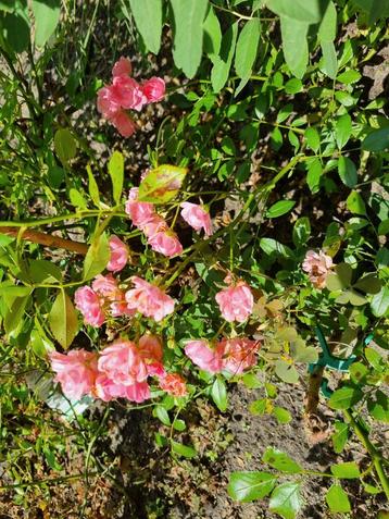 Rosa The Fairy beschikbaar voor biedingen