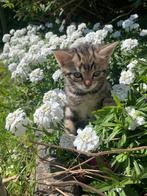Cyperse kittens mix, Dieren en Toebehoren, Katten en Kittens | Raskatten | Korthaar