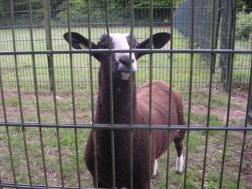 zwartbles dekram stamb NZS zwoegervrij ARR/ARR beschikbaar voor biedingen