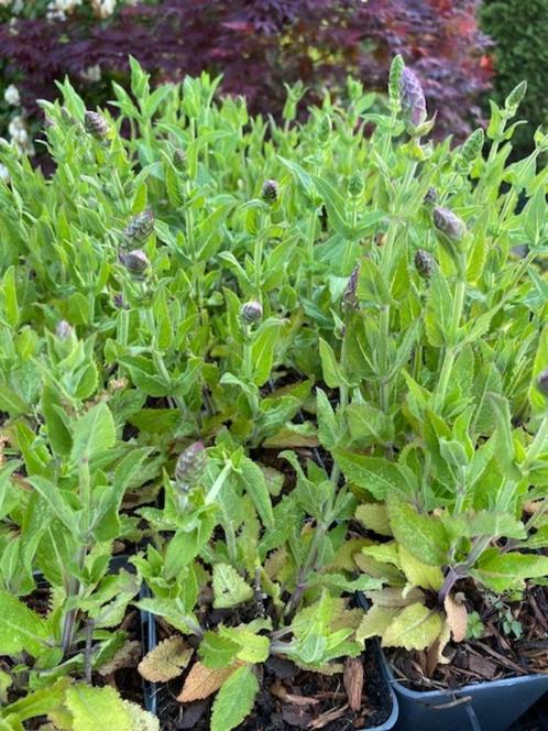 Roan's Tuinplanten:  Salvia OstFriesland, bijna in bloei!, Tuin en Terras, Planten | Tuinplanten, Overige soorten, Halfschaduw