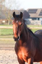 Werkwillige pony zoekt een vijf️ ⭐️ huisje, Dieren en Toebehoren, Paarden, Ruin, Recreatiepaard, Ontwormd