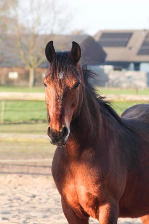Werkwillige pony zoekt een vijf️ ⭐️ huisje, Dieren en Toebehoren, Paarden, Ruin, Recreatiepaard, Ontwormd