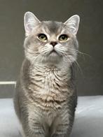 Kater Britse korthaar, Dieren en Toebehoren, Katten en Kittens | Dekkaters, 0 tot 2 jaar