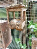 Kanaries jonge harlekijn bonte witte met zwarte borst geel, Dieren en Toebehoren, Vogels | Kanaries, Geslacht onbekend, Kleurkanarie