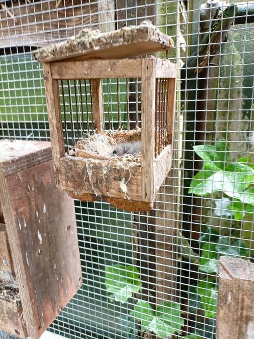 Kanaries jonge harlekijn bonte witte met zwarte borst geel, Dieren en Toebehoren, Vogels | Kanaries, Kleurkanarie, Geslacht onbekend