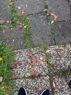 Tuintegels - Hout( gratis), Tuin en Terras, Ophalen of Verzenden, Gebruikt, Hout