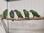 5 jonge pionussen menstruus, Dieren en Toebehoren, Vogels | Parkieten en Papegaaien, Meerdere dieren, Parkiet