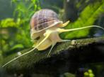 Appelslak trosjes & baby’s, Dieren en Toebehoren, Vissen | Aquaria en Toebehoren, Ophalen, Zo goed als nieuw, Plant(en), Steen of Hout