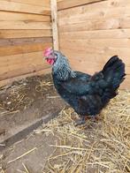 4 kippen en 1 haan te koop, Dieren en Toebehoren, Pluimvee, Meerdere dieren, Kip