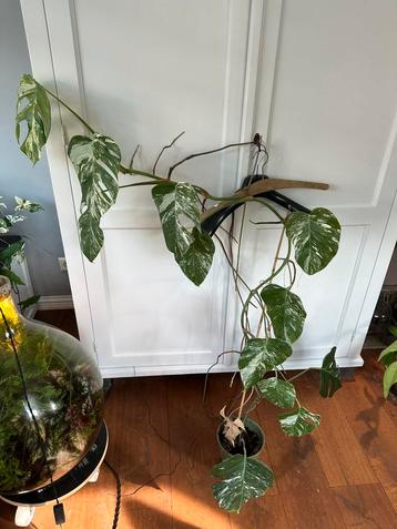 Mooie monstera variegata beschikbaar voor biedingen