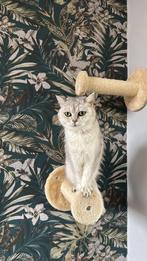 Britsekorthaar zoekt een goudmandj e, Dieren en Toebehoren, Katten en Kittens | Raskatten | Korthaar, Poes, Ontwormd, 6 jaar of ouder