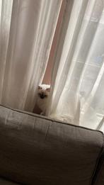 Mooie witte kat, Dieren en Toebehoren, Katten en Kittens | Raskatten | Korthaar, Poes