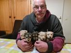 Lakeland Terriër pups, Overige rassen, CDV (hondenziekte), 8 tot 15 weken, Meerdere