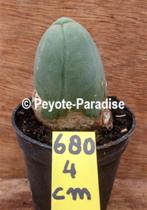 Penis Cactus (klein formaat) - De echte Penis plant !, Huis en Inrichting, Kamerplanten, Cactus, Minder dan 100 cm, In pot, Volle zon